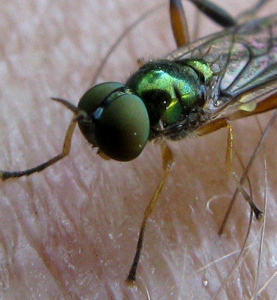 Chorisops sp stratiomyidae